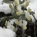 Sneg na Dolenjskem
