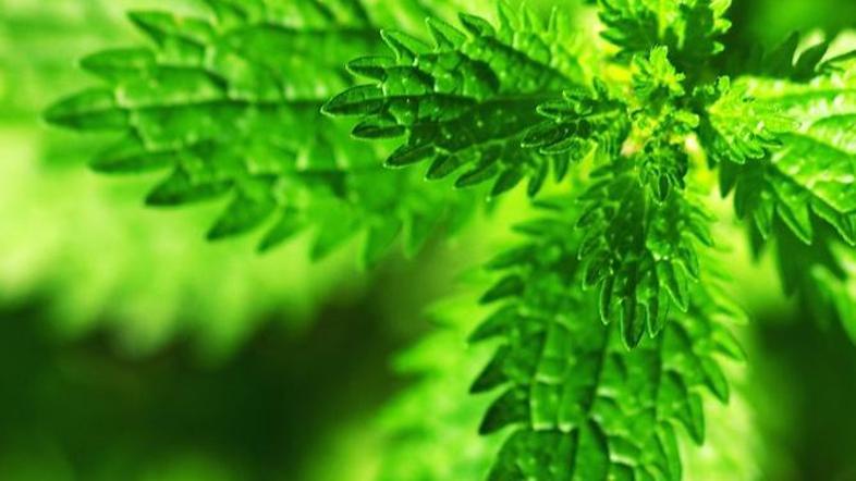 Koprive so zakladnica snovi, ki so nujne za nemoteno obnovo kosti, obenem razkis