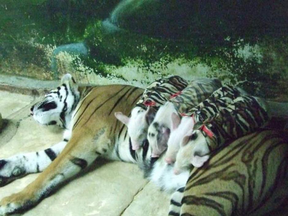  | Avtor: Žurnal24 main