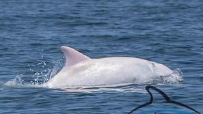 Albino delfin