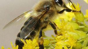Kranjska čebela ali sivka se od drugih pasem jasno razlikuje, tudi po učinkovito