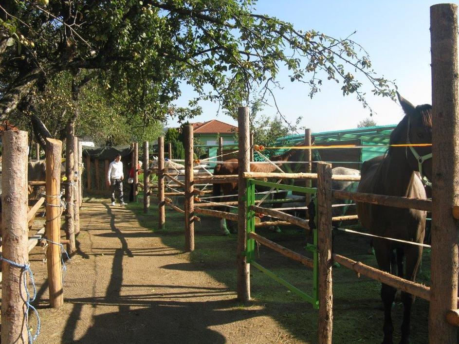 kobili Rižana Cabidoule 