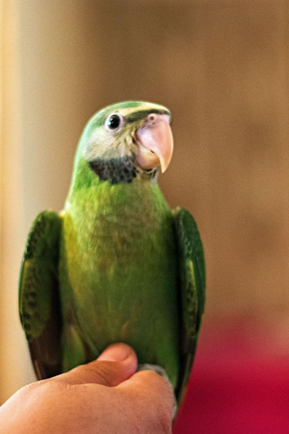 Aleksandri | Avtor: Katja Vogrinec