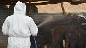 zaščitna oprema govedo