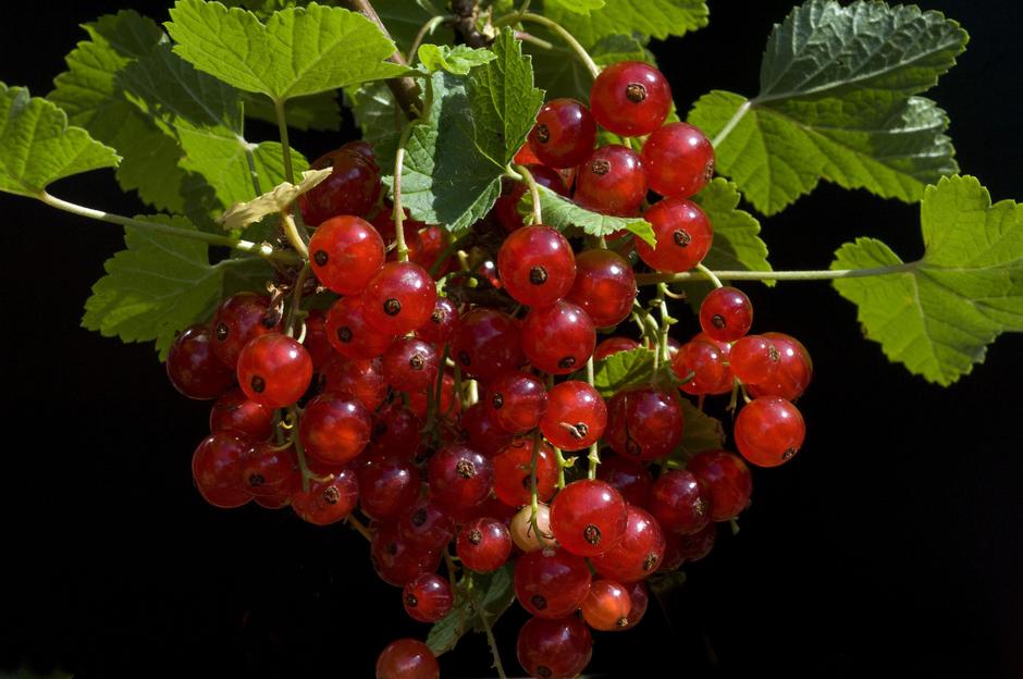 rdeči robez | Avtor: Profimedia