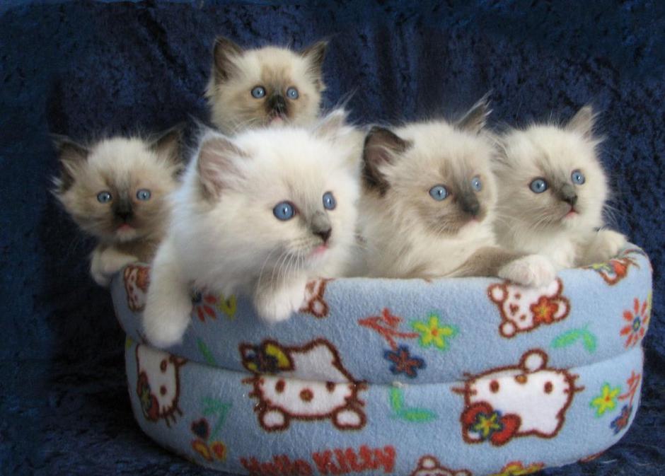 Radgoll | Avtor: T. V. Osebni arhiv