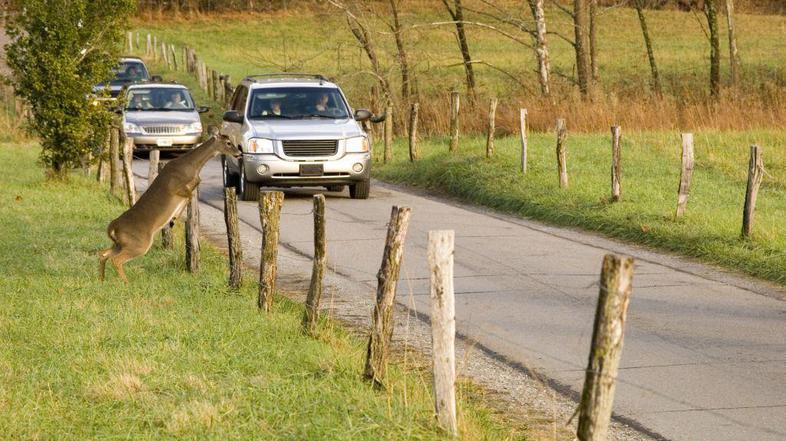 Posebej pazljivi bodite ob jutranjih urah in ponoči, ko divjad najpogosteje preč