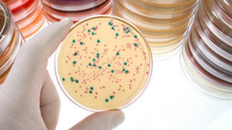 "Mišji samci, ki smo jih okužili z bakterijo, so pokazali okrepljene duševne, fi