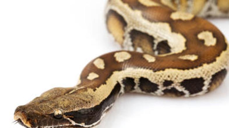 Pitonu je plen uspel pobegniti.