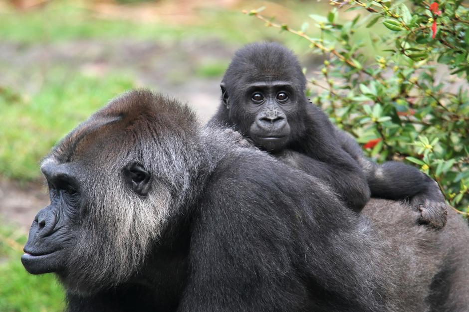 gorila | Avtor: Shutterstock