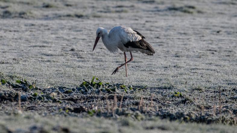 pomlad vreme slana narava štorklja