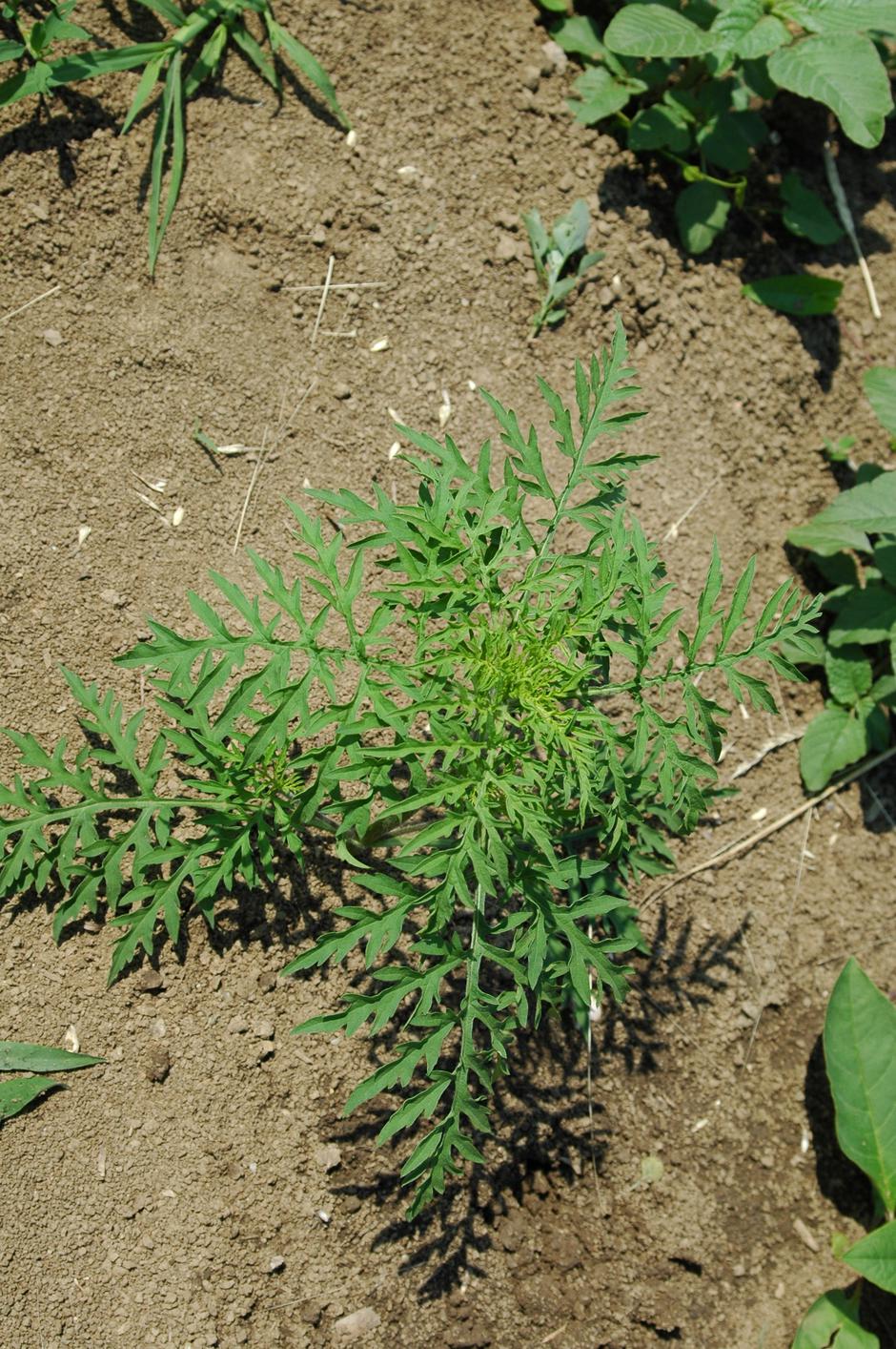 Ambrozija | Avtor: Arhiv: Inšpektorat za kmetijstvo, gozdarstvo, lovstvo in ribištvo