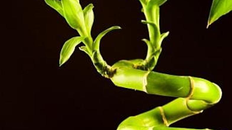 Če iščete srečo v ljubezni, v vazo skupaj postavite dve stebli srečnega bambusa.