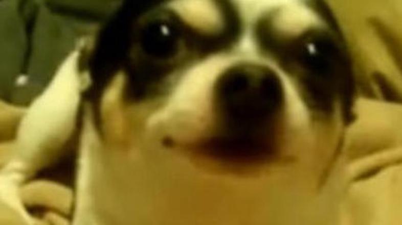 Zvončica je na srečo že v zavetju doma.