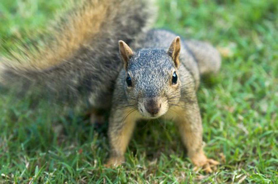 Sciurus niger | Avtor: profimedia