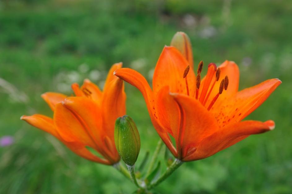 Park Škocjanske jame