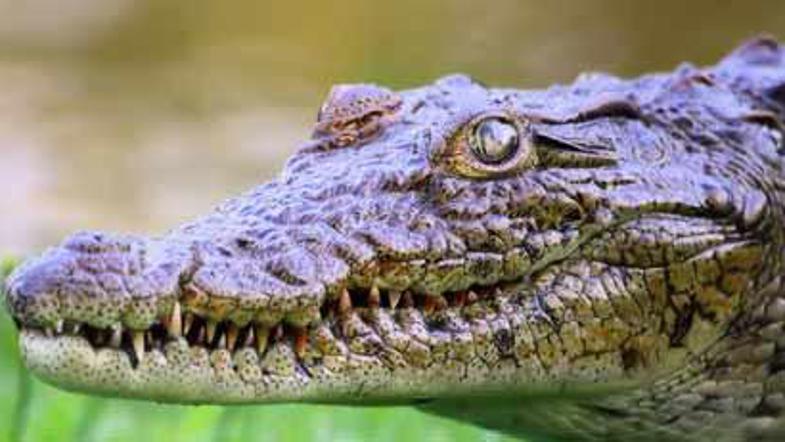 Kako je krokodil zašel na letalo družbe Egypt Air, ostaja neznanka.