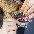 pes, veterinar, zobje