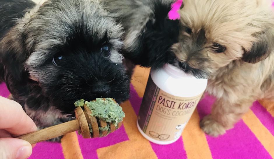 Naravno zdrav pes | Avtor: Mladički uživajo v poslastici: PASJI KOKOS