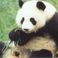 Panda, ki naj bi bila moškega spola, je povila dvojčka.