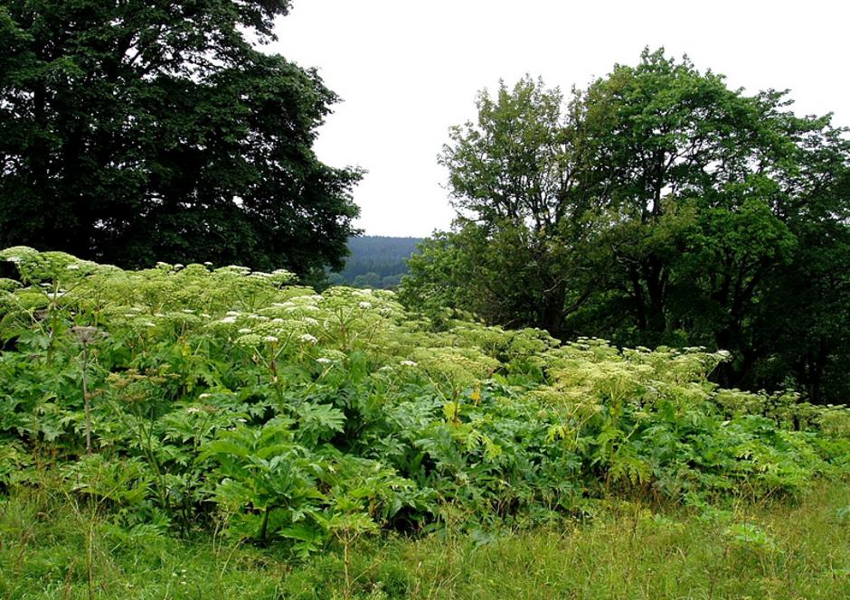 Orjaški dežen | Avtor: Jan Samanek, State Phytosanitary Administration, Bugwood.org