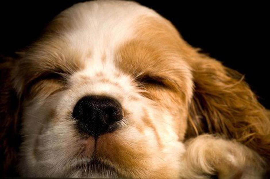 Pes | Avtor: Profimedia