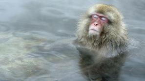Japonski makaki v toplih vrelcih