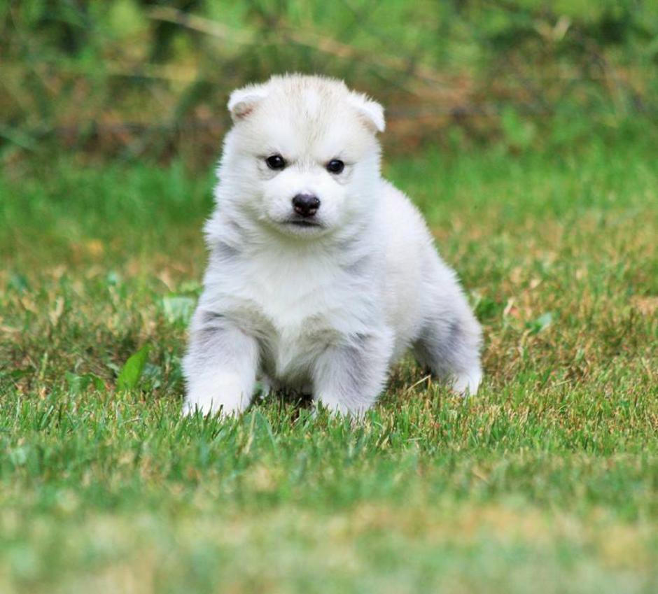 Husky | Avtor: Maja Golob