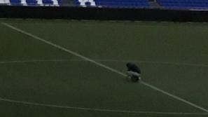 navijač eagles eredivisie