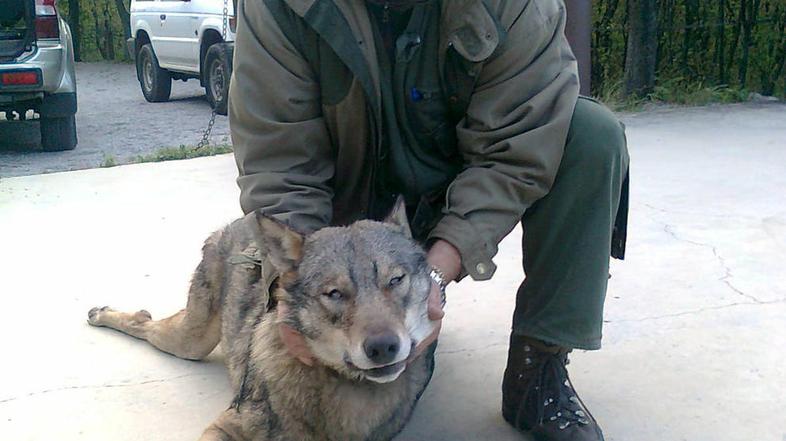 Vojko Lazar pravi, da so samo na območju Slavnika in Vremščice najmanj tri krdel