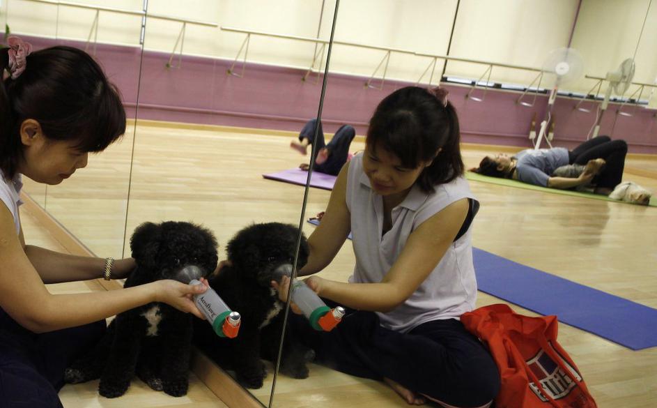 Joga za pse na Kitajskem