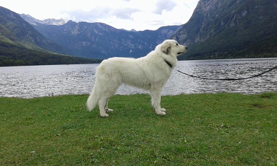 Pirenejski planinski pes