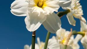 Narcise občudujte na Golici. (Foto: Shutterstock)