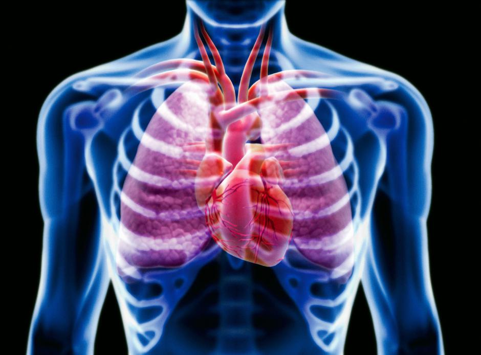 Srce | Avtor: Profimedia