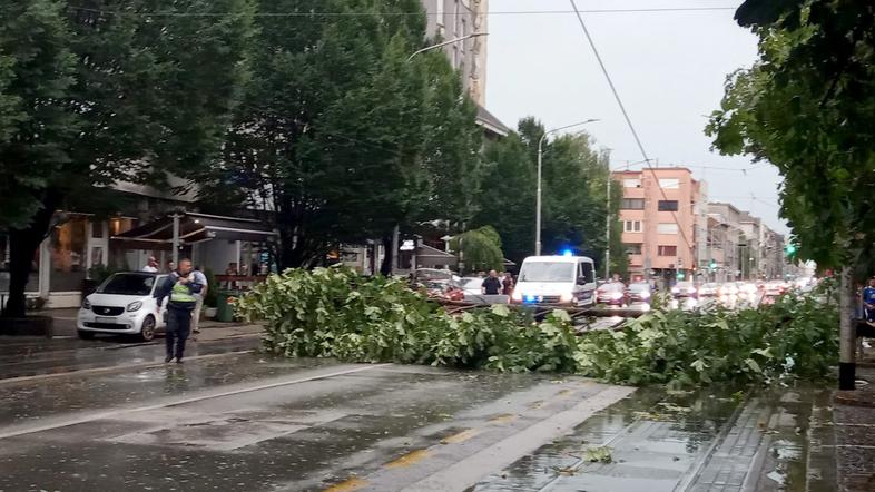 neurje Zagreb podrta drevesa