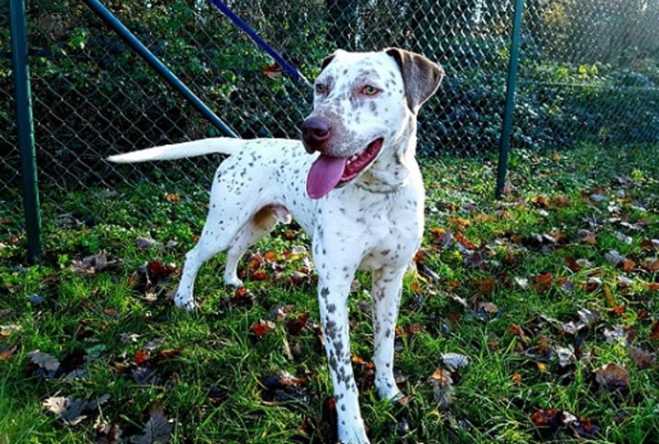 Zavetišče Maribor | Avtor: zavetisce maribor