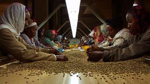 Film Črno zlato o svetovnem preprodajanju kave bodo predvajali v petek v Cankarj