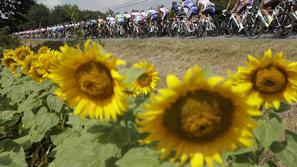 tour 12. etapa sončnice