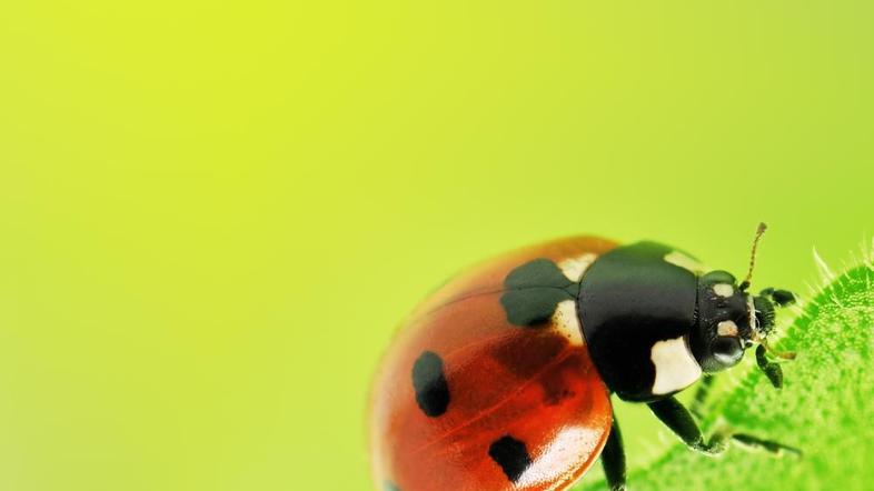 Simbol sreče (Foto: Shutterstock)