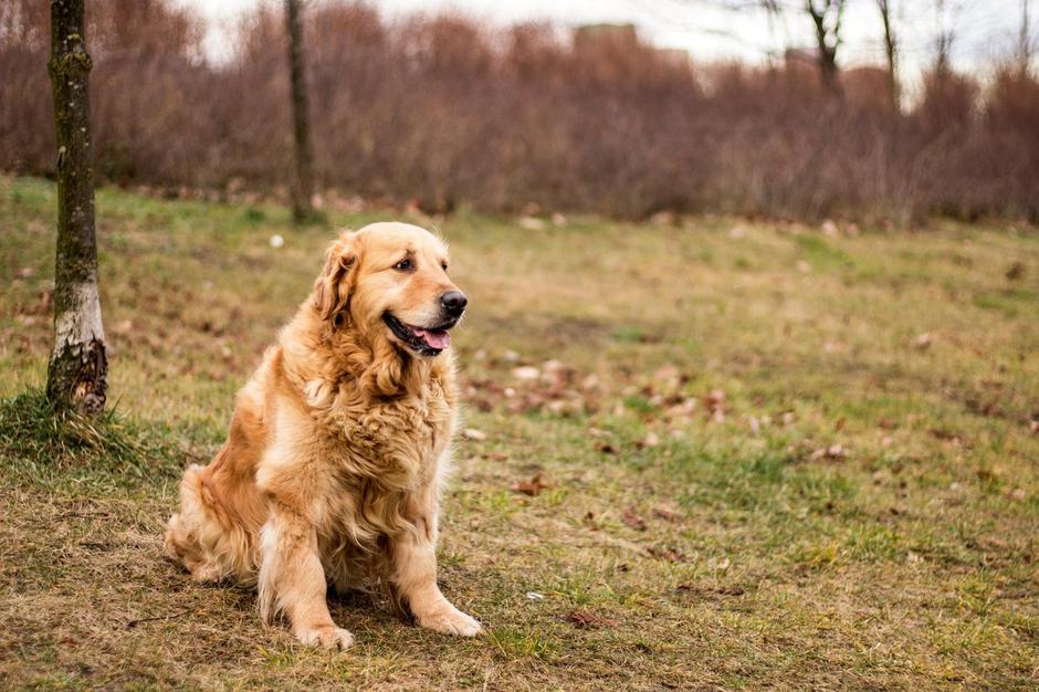 Star pes | Avtor: Profimedia