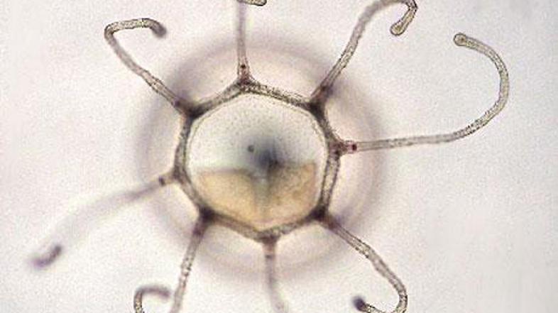 "Nesmrtna" meduza naj bi se po svetovnih oceanih razmnoževala neverjetno hitro.