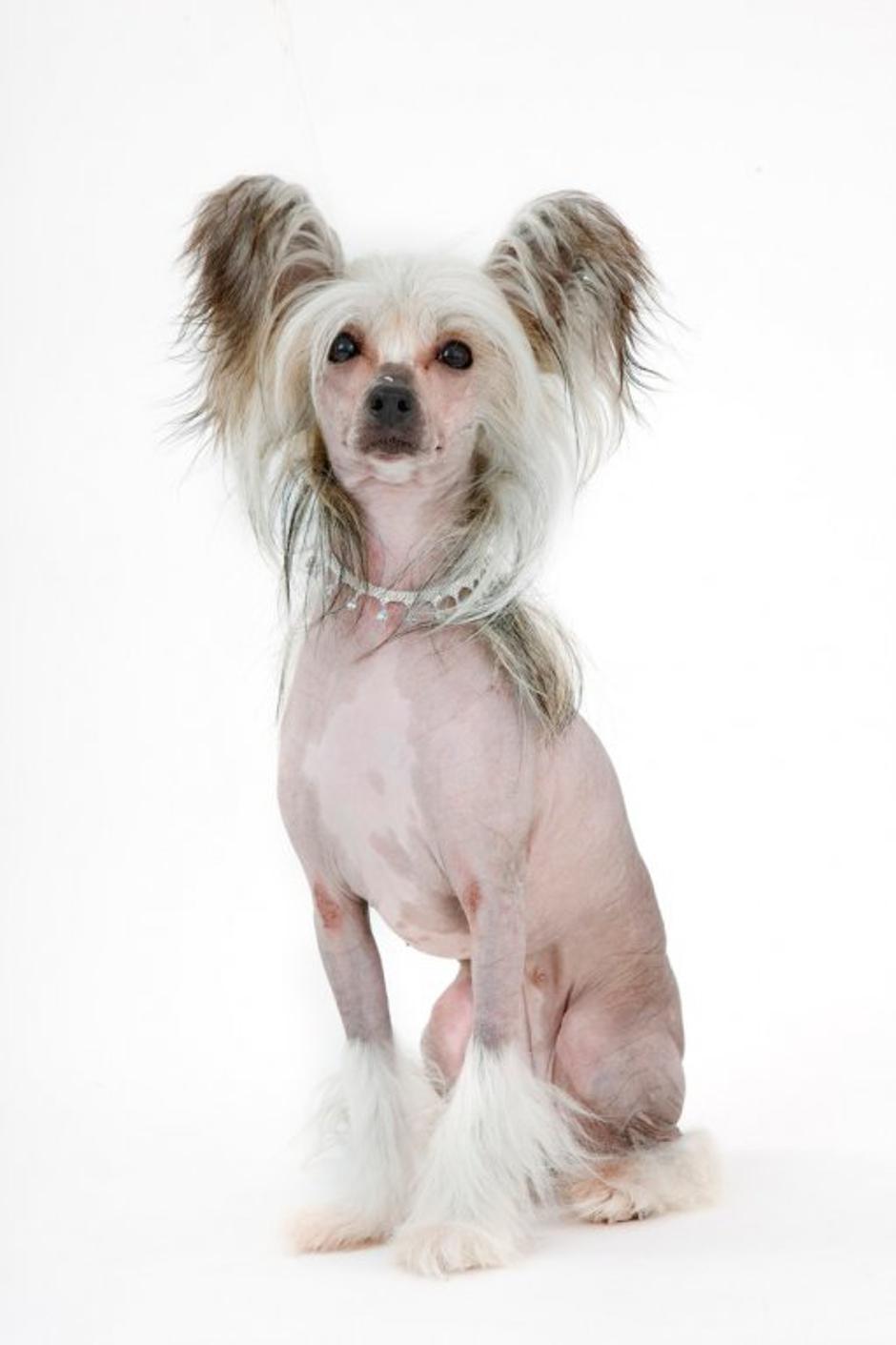 Kitajski goli pes | Avtor: Profimedias