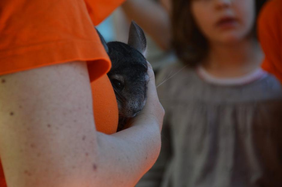 12. obletnica Ambasadorjev nasmeha | Avtor: Anja Ščuka