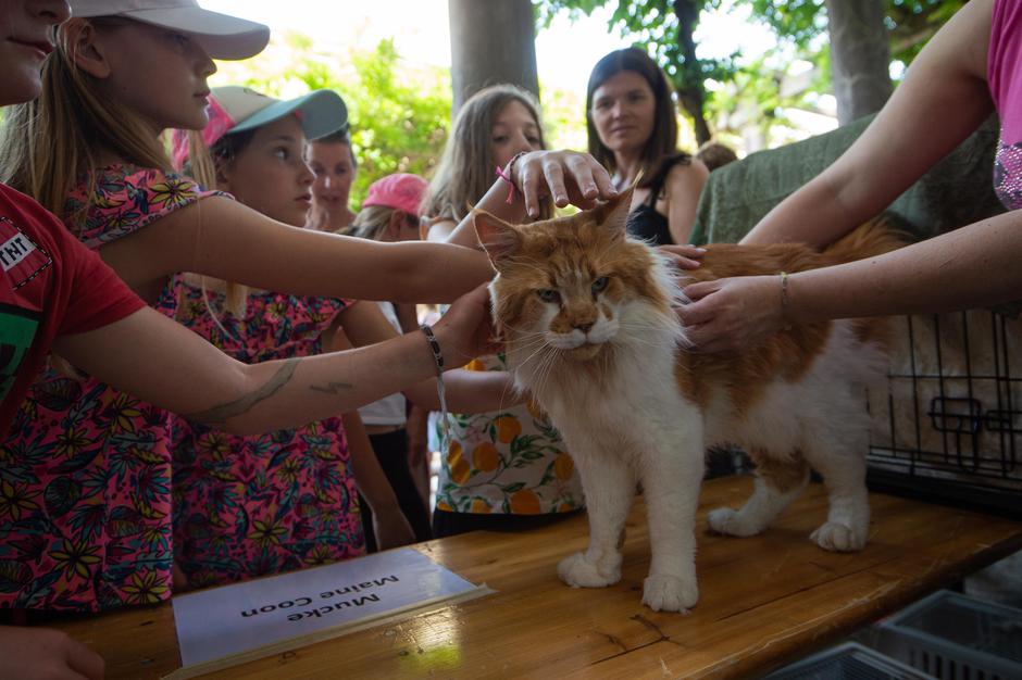 sejem | Avtor: Anže Petkovšek
