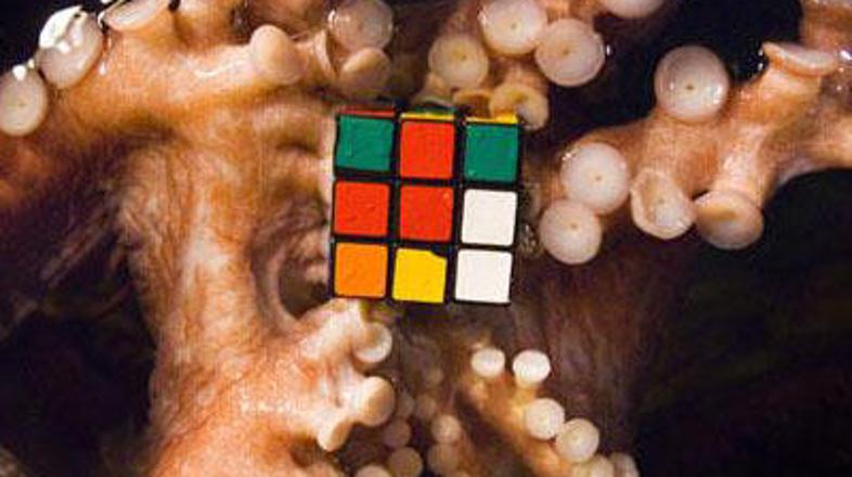 Koliko let bi potrebovale, da bi kocko pravilno sestavile?