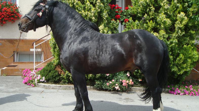 Slovenski hladnokrvni konj