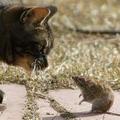 Mačke in podgane so lahko dobre prijateljice.