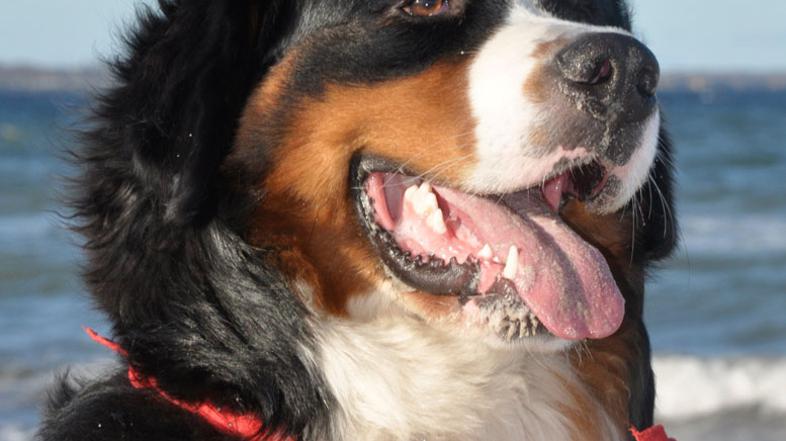 (Foto: Shutterstock)