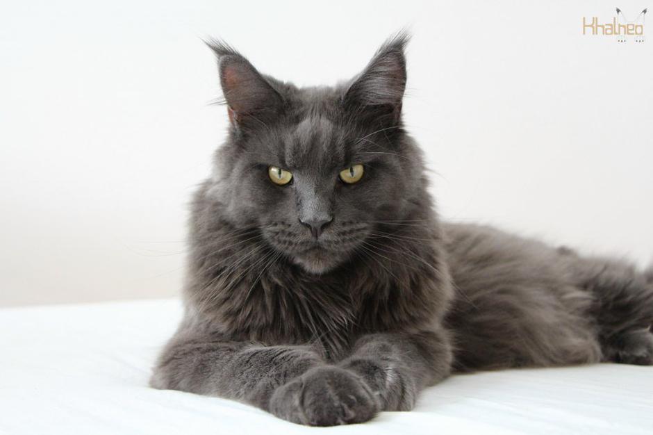 Maine coon | Avtor: Khalneo