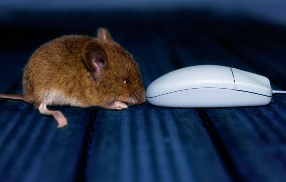Analogna miška | Avtor: Profimedias